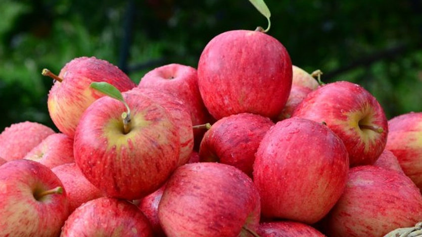 bea manzana nitripru.png